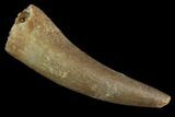 Fossil Plesiosaur (Zarafasaura) Tooth - Morocco #91297-1